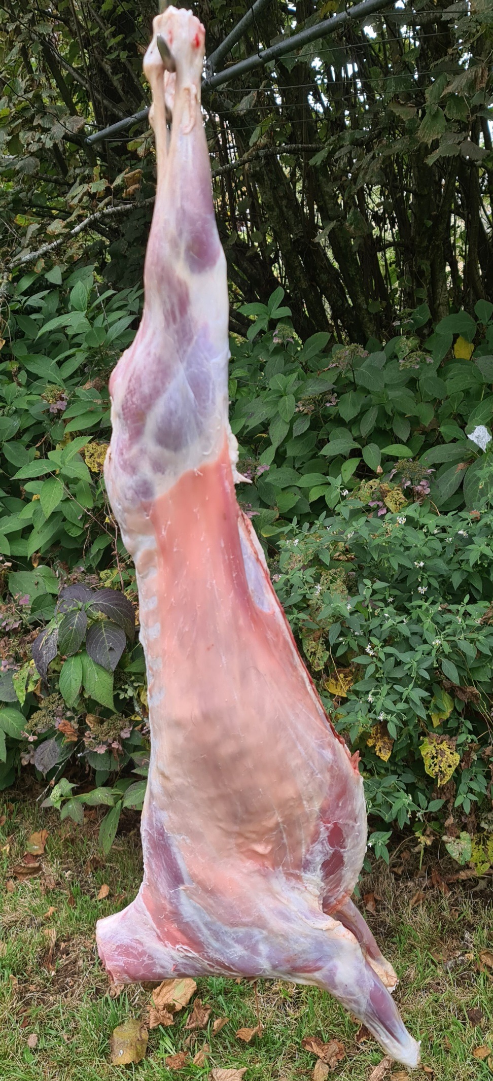 Name:  carcase.jpg
Views: 96
Size:  801.9 KB