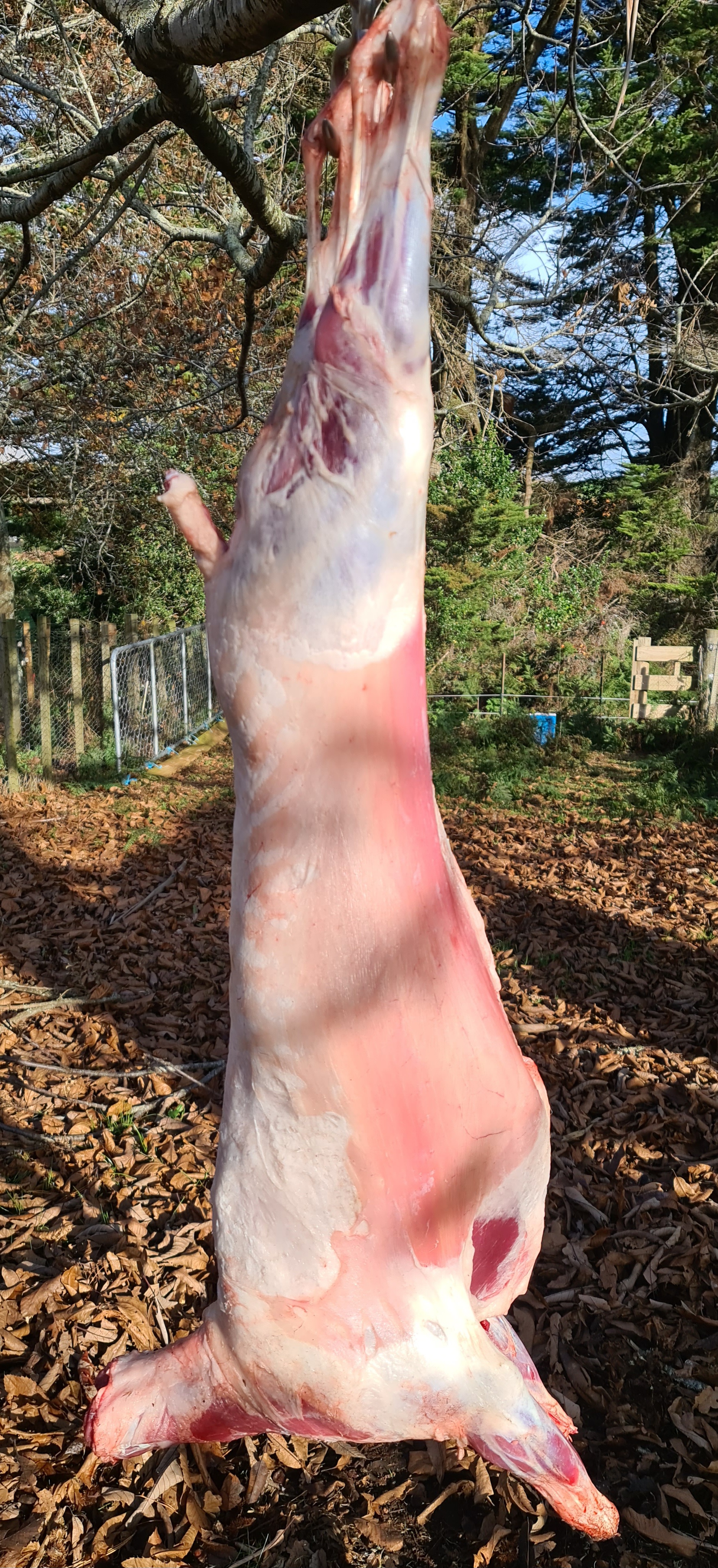 Name:  lamb.jpg
Views: 321
Size:  2.66 MB