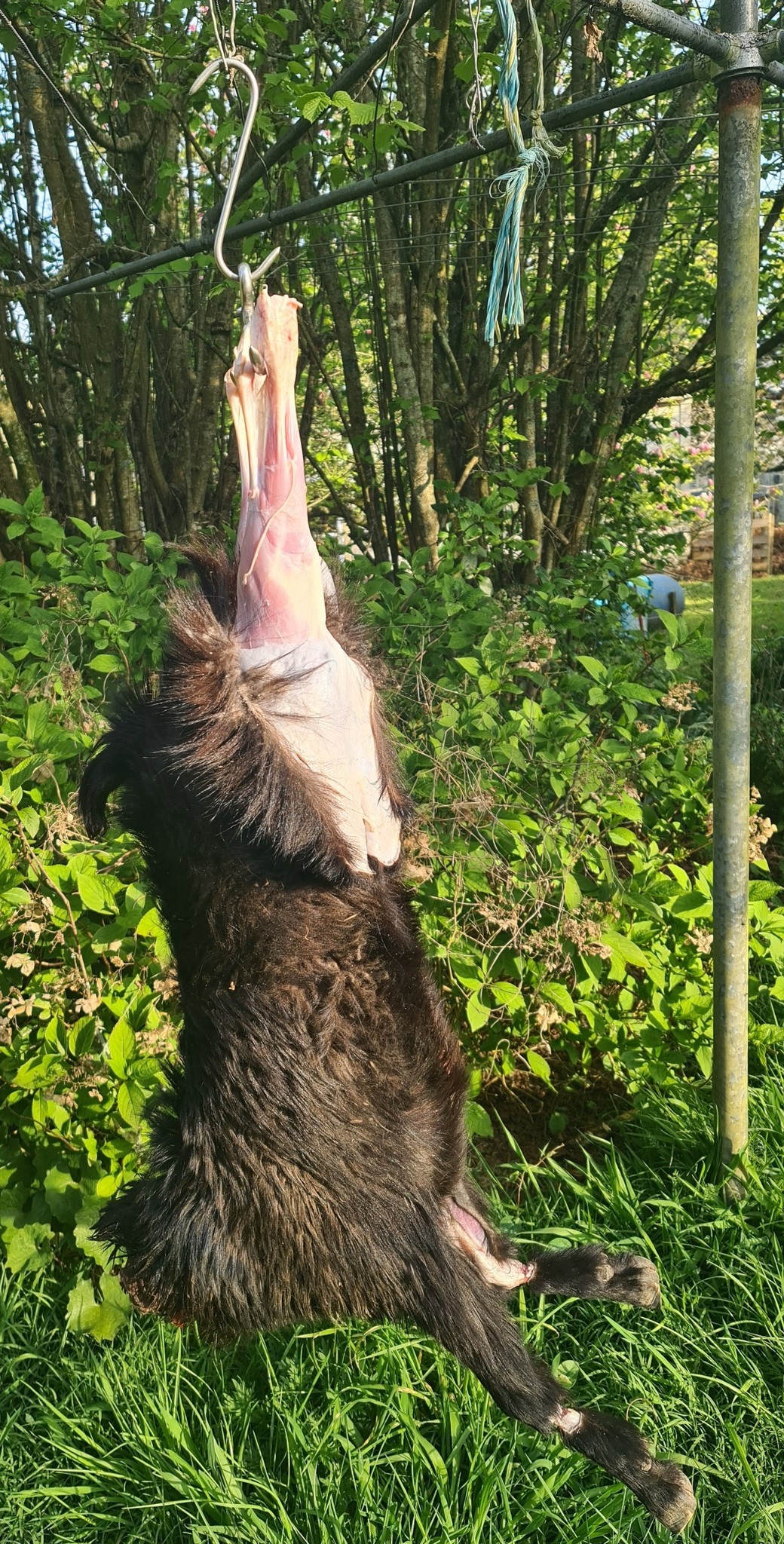 Name:  goat 1.jpg
Views: 156
Size:  917.5 KB