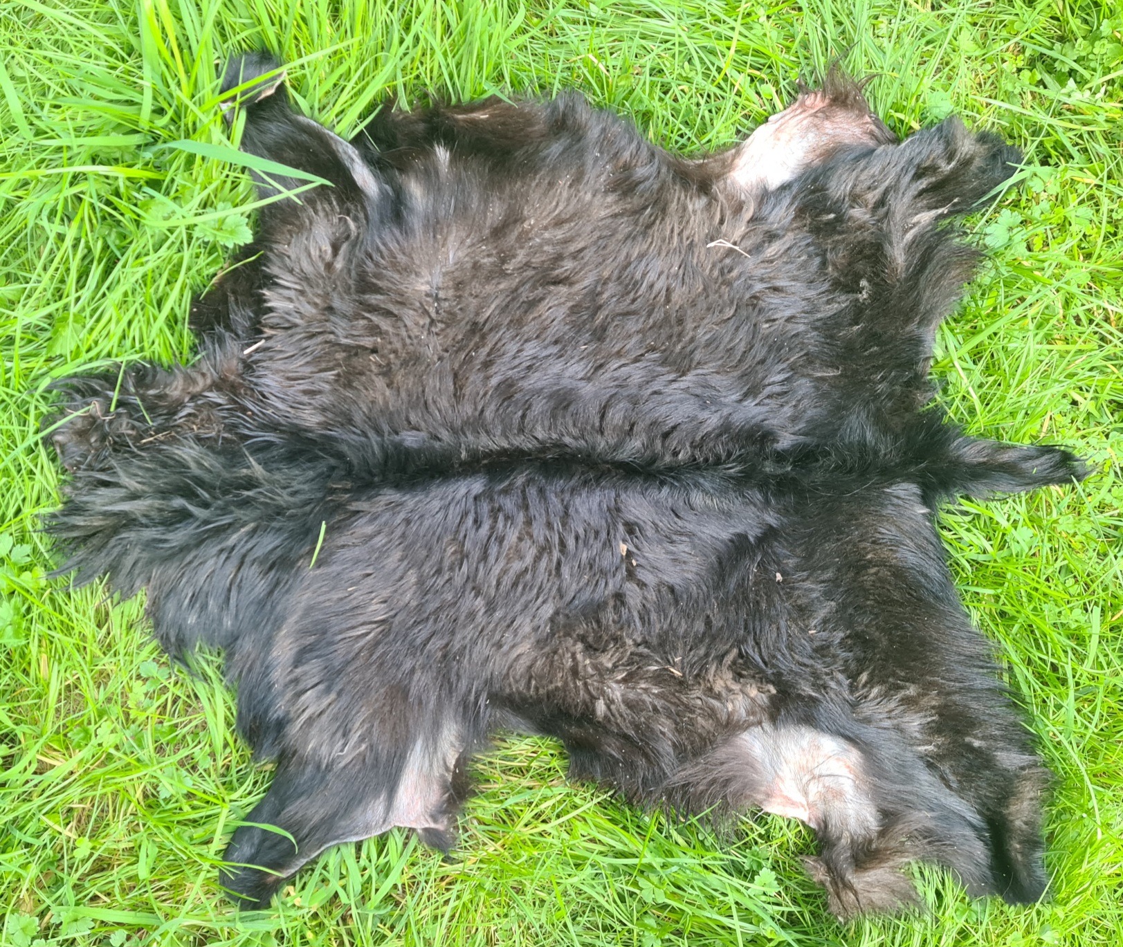 Name:  goat 4.jpg
Views: 152
Size:  953.0 KB