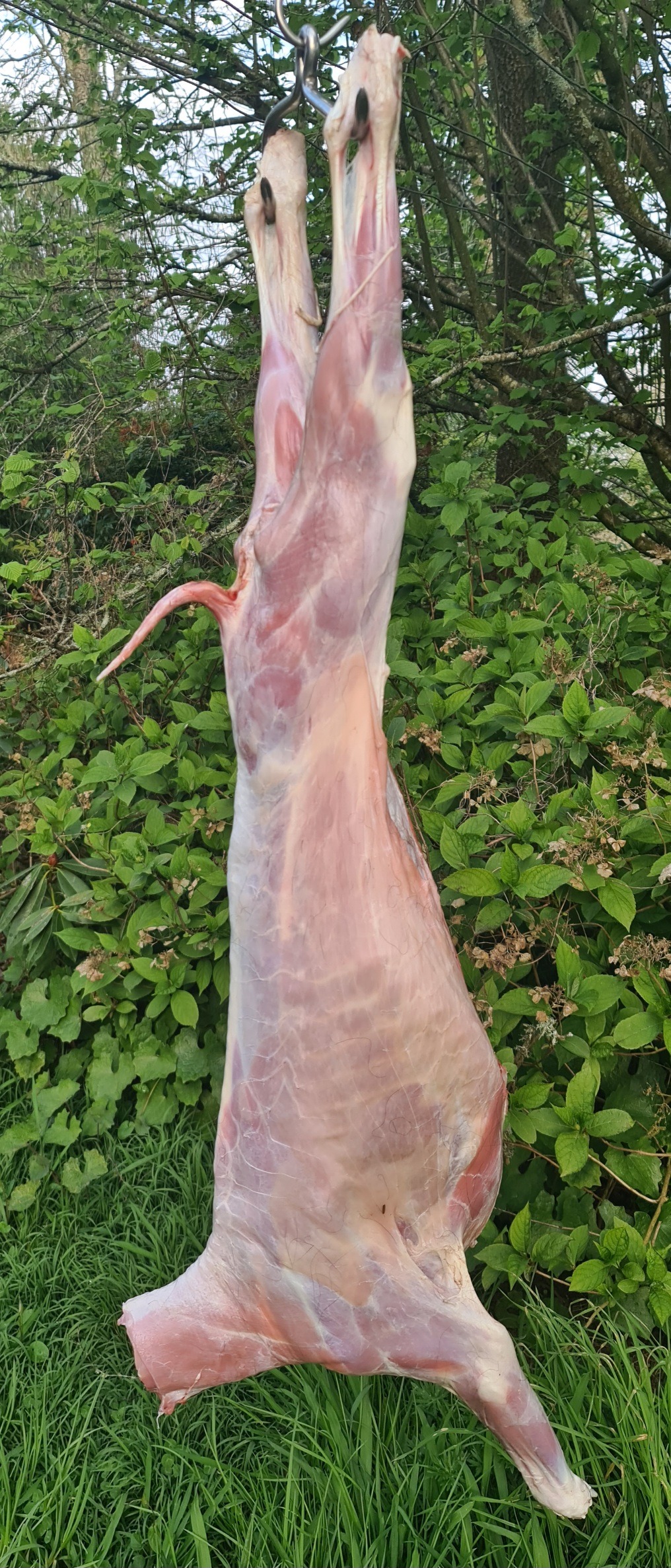 Name:  goat 5.jpg
Views: 149
Size:  934.8 KB