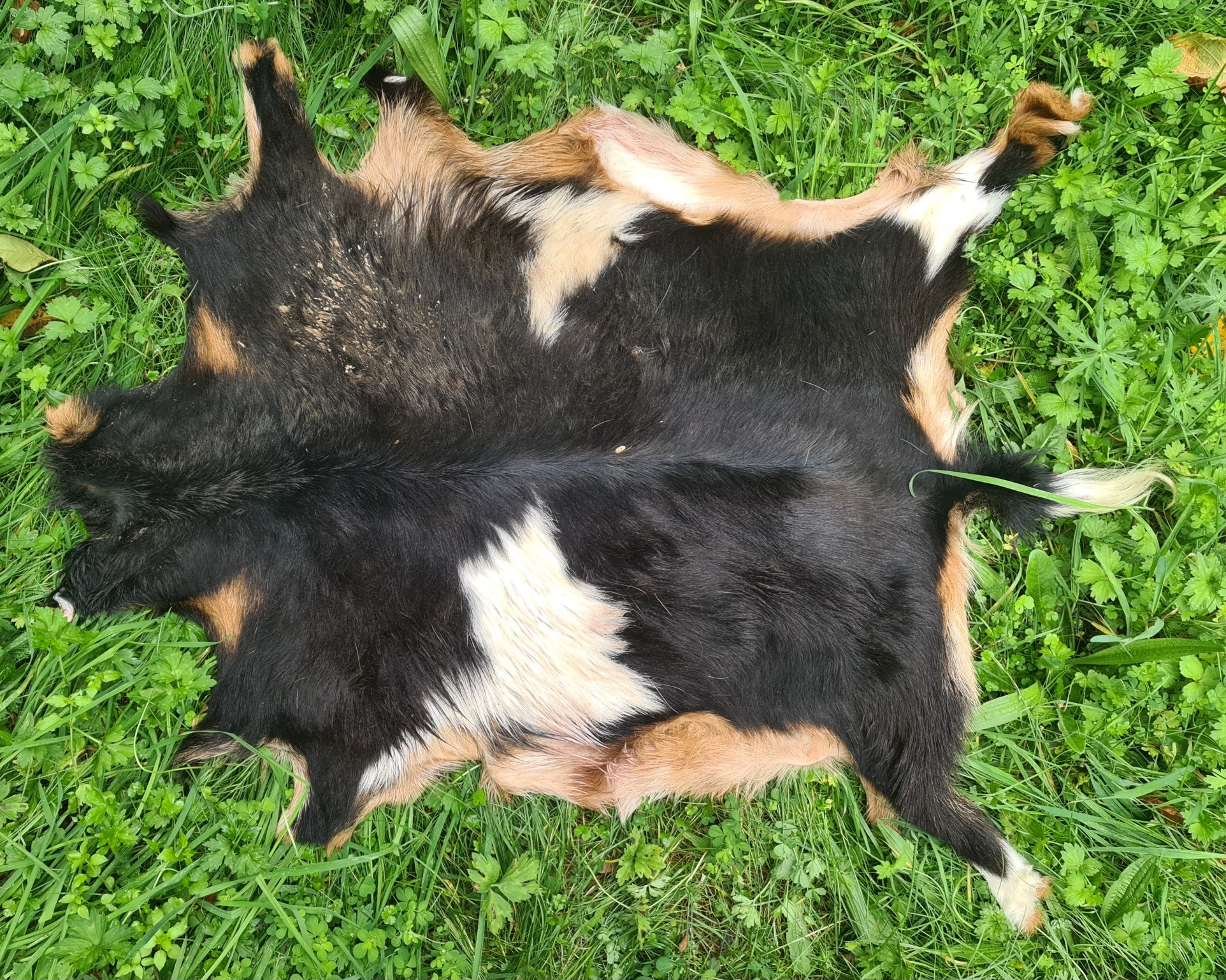 Name:  goat 2.jpg
Views: 147
Size:  1.37 MB