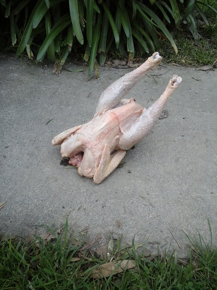 Name:  dead chook.jpg
Views: 221
Size:  162.5 KB