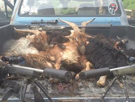 Name:  goat.jpg
Views: 307
Size:  14.9 KB