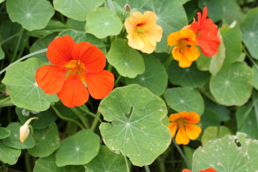 Name:  nasturtium-orange-and-yellow-.jpg
Views: 1145
Size:  42.6 KB