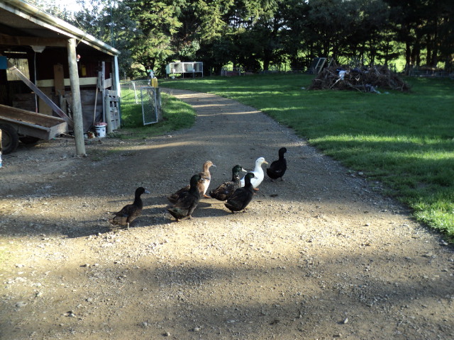 Name:  picture 1624.jpg
Views: 183
Size:  163.5 KB