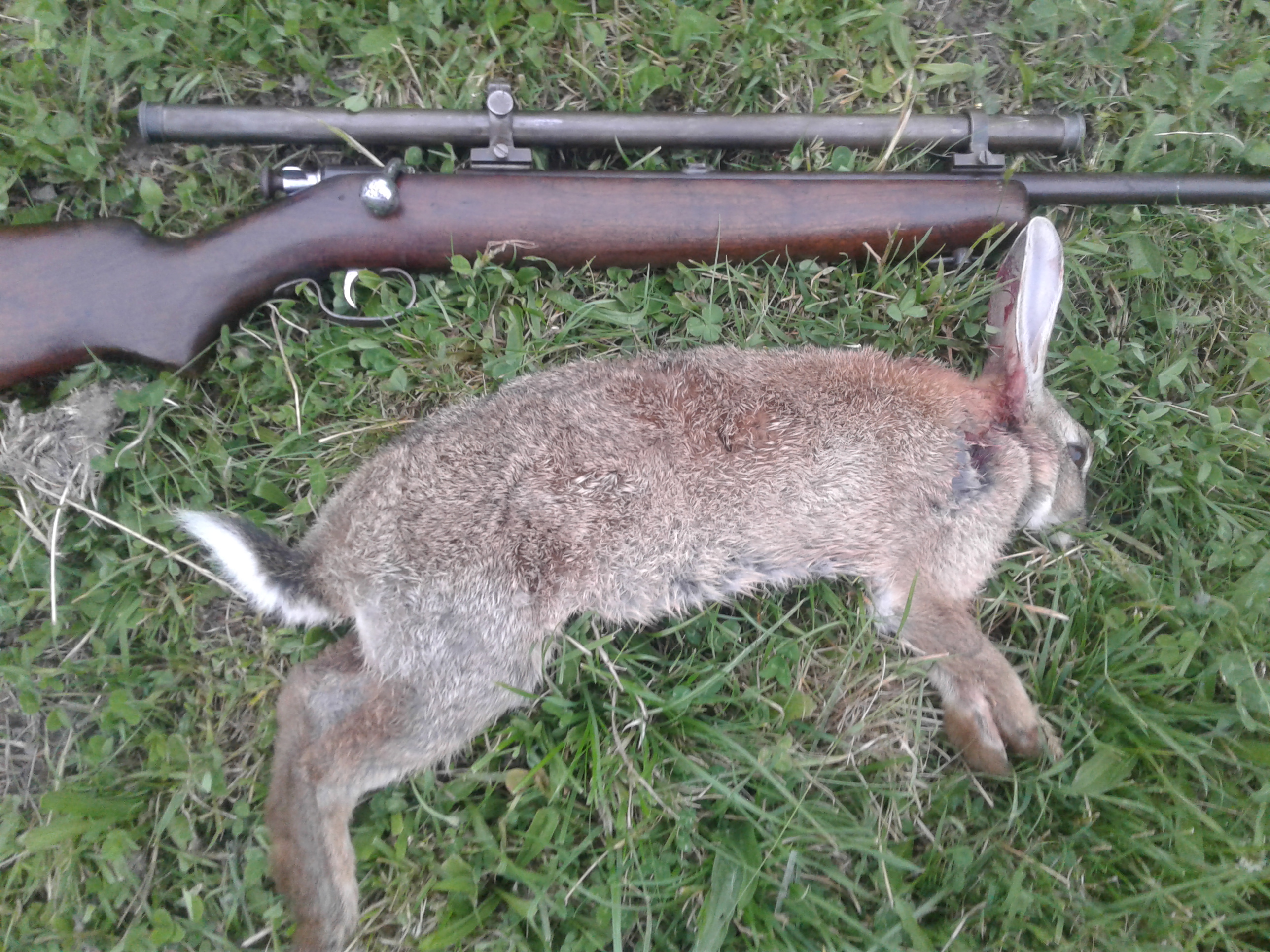 Name:  stevens rabbit .jpg
Views: 602
Size:  2.31 MB