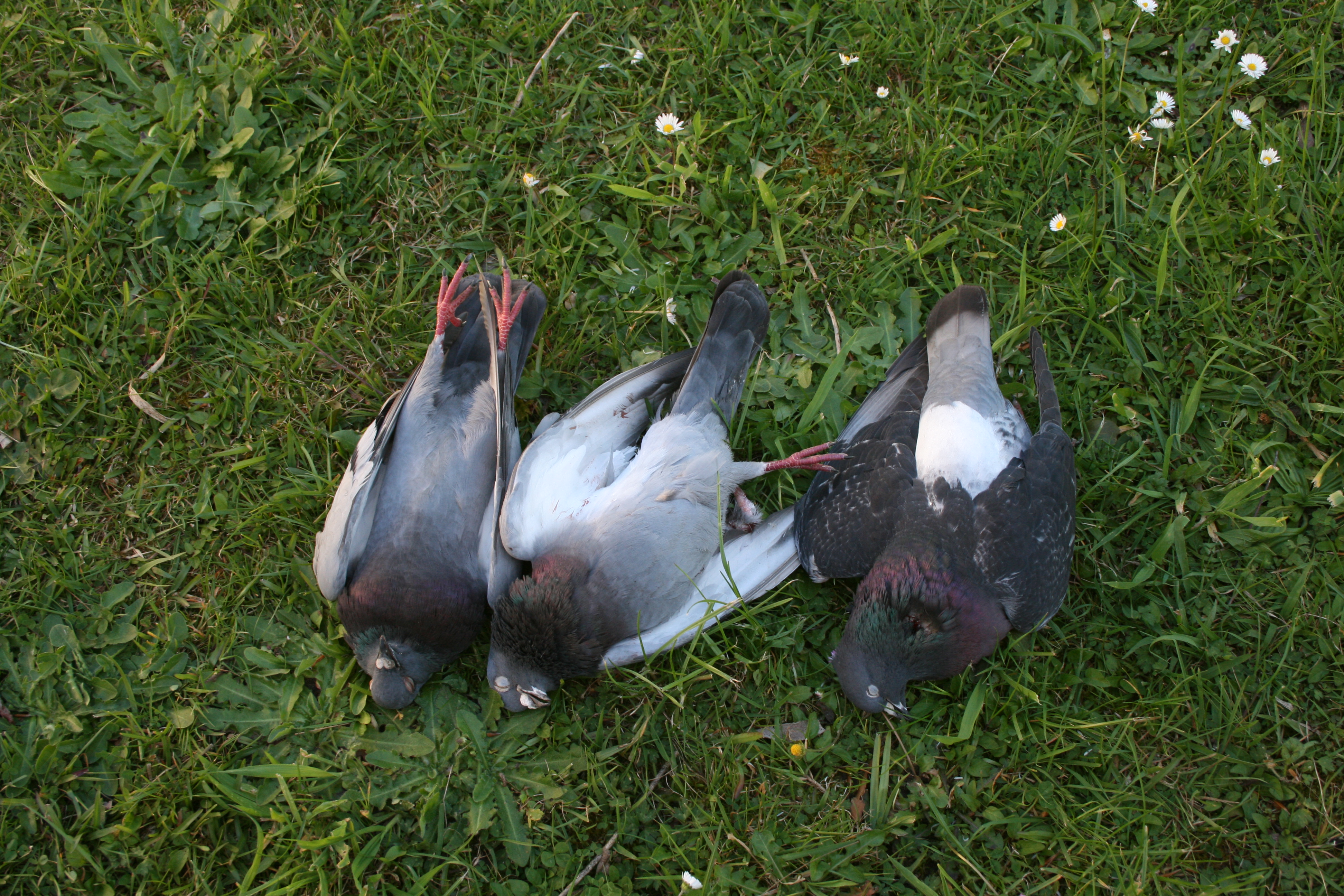 Name:  IMG_4295.JPG
Views: 547
Size:  5.19 MB