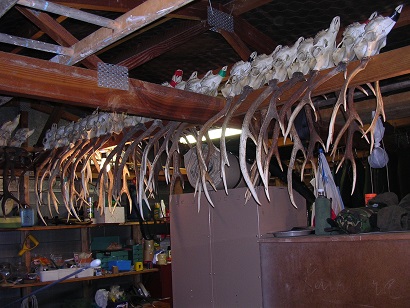 Name:  Antlers 003.jpg
Views: 169
Size:  74.8 KB