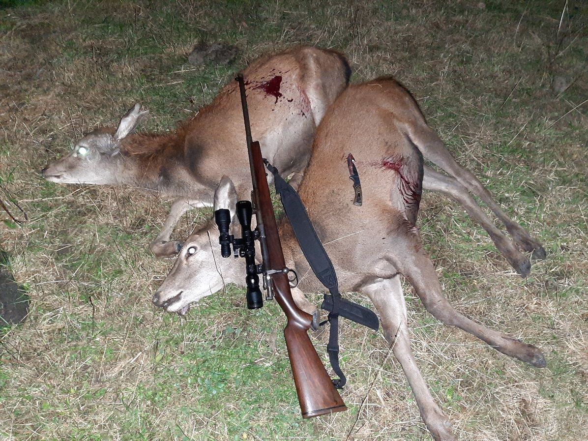 Name:  deer culverden.jpg
Views: 213
Size:  323.7 KB