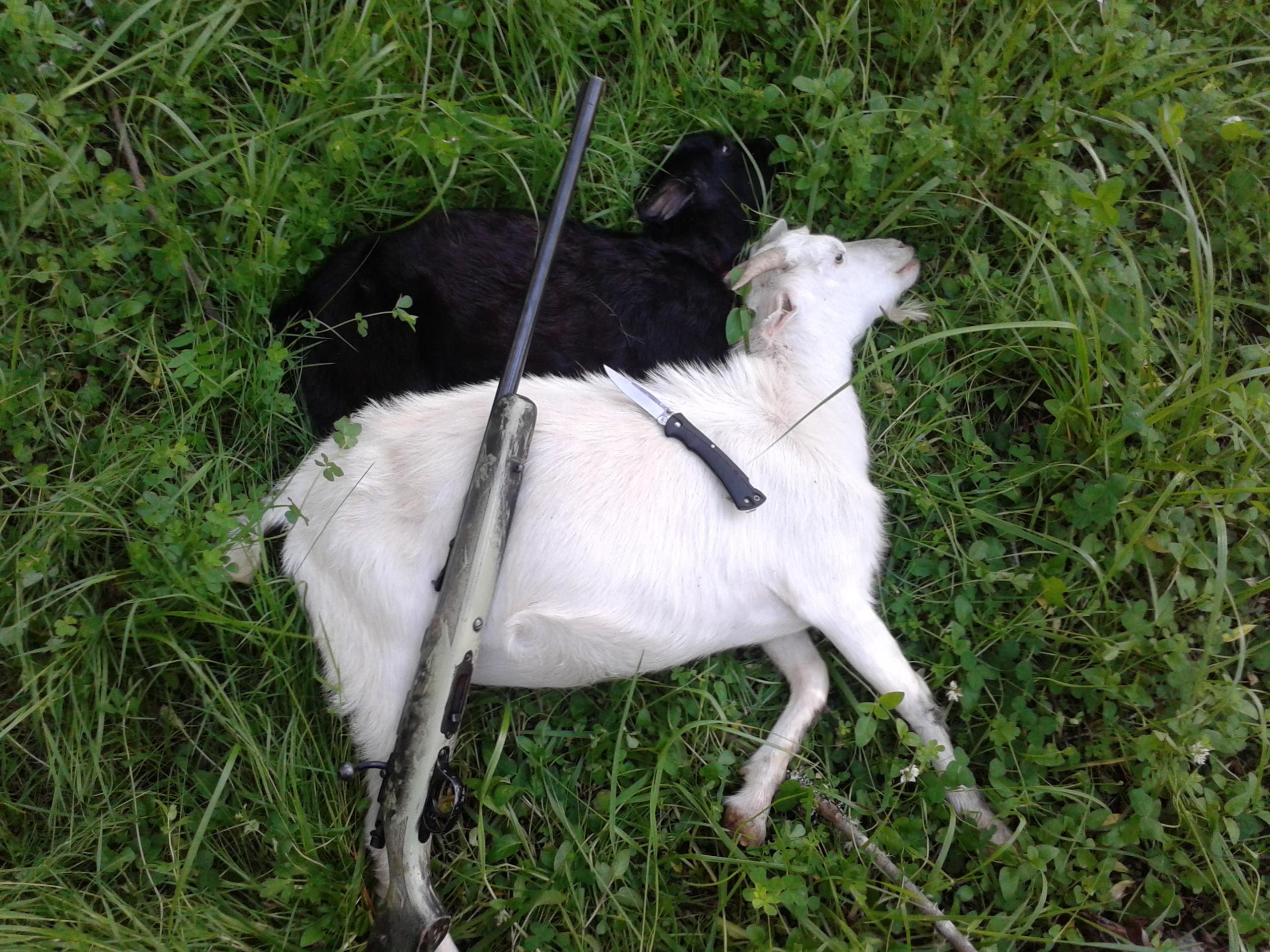 Name:  33518d1422404543-wts-22-bolt-action-12g-sxs-2013-11-02-17_36_45.jpg
Views: 1006
Size:  671.1 KB