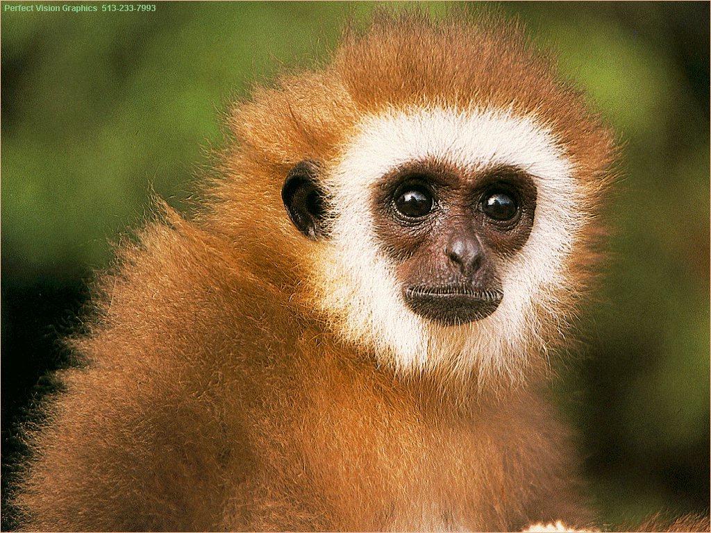 Name:  monkey.jpg
Views: 593
Size:  221.3 KB