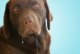 Name:  drool.jpg
Views: 1311
Size:  5.5 KB