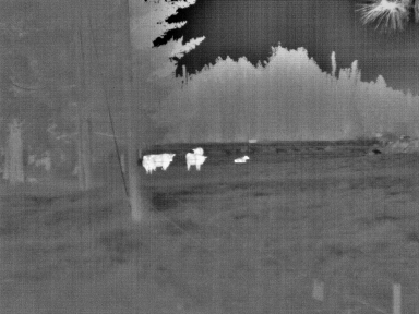Name:  Cattle 80m.jpg
Views: 820
Size:  70.3 KB