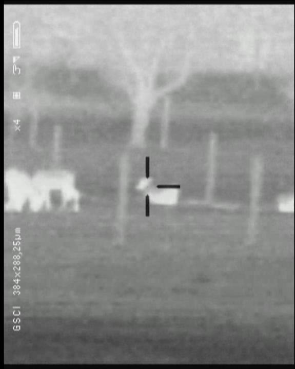 Name:  deer 170m 50mm wh 4x.jpg
Views: 966
Size:  27.4 KB
