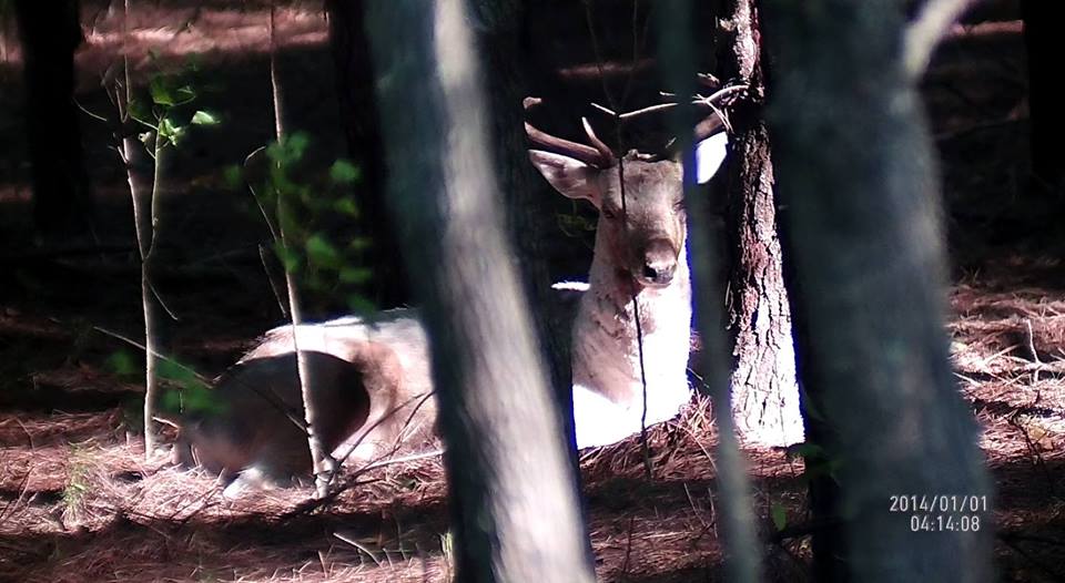 Name:  5x - 35 yards.jpg
Views: 635
Size:  72.2 KB