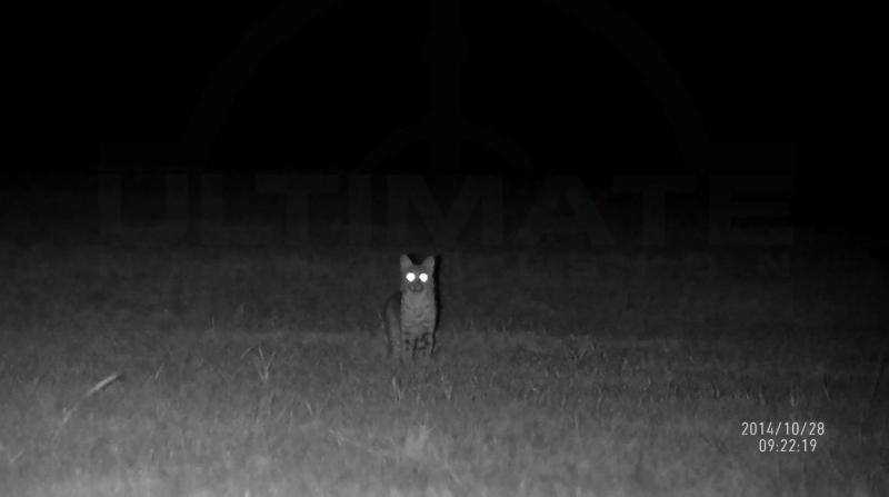 Name:  Bobcat 100 yards with IR-5x.jpg
Views: 683
Size:  16.9 KB