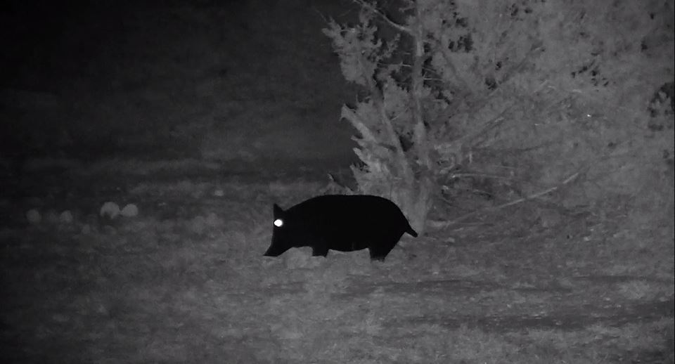 Name:  dummy pig 75 yards IR on.jpg
Views: 941
Size:  48.0 KB