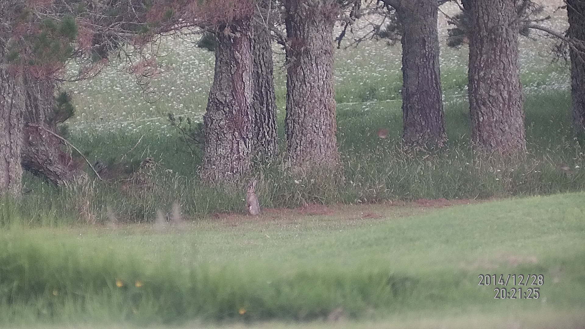 Name:  Rabbit 60m.jpg
Views: 348
Size:  404.4 KB