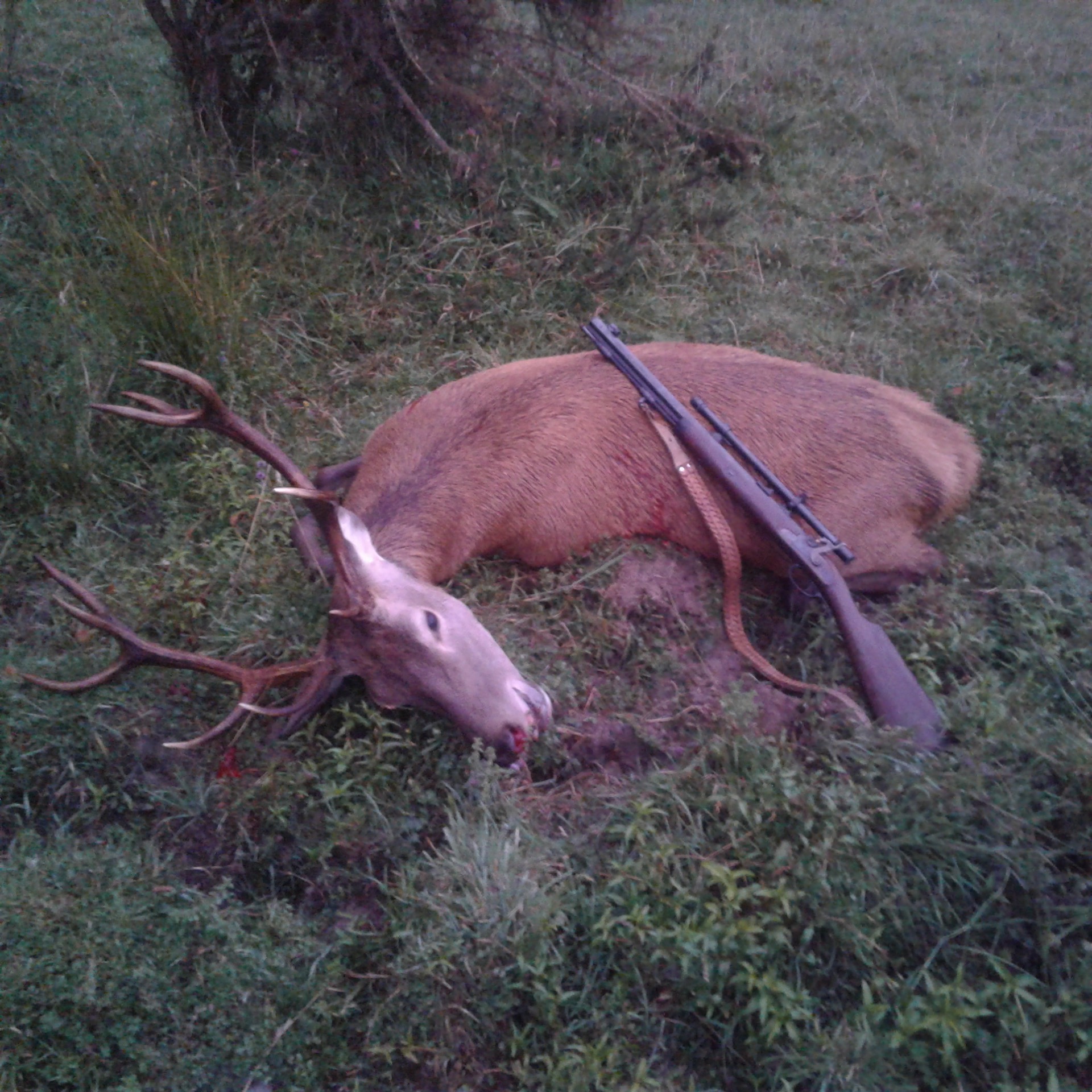 Name:  muzzleloader stag 1 .jpg
Views: 639
Size:  776.1 KB