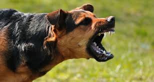 Name:  dog bite.jpg
Views: 568
Size:  8.0 KB