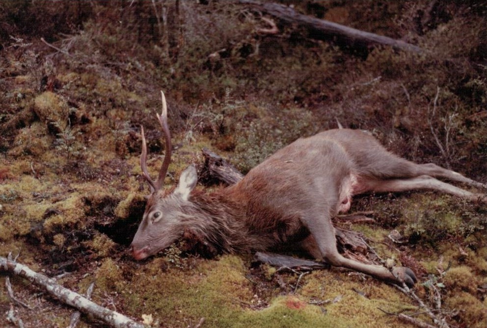 Name:  First Deer.jpg
Views: 335
Size:  235.1 KB