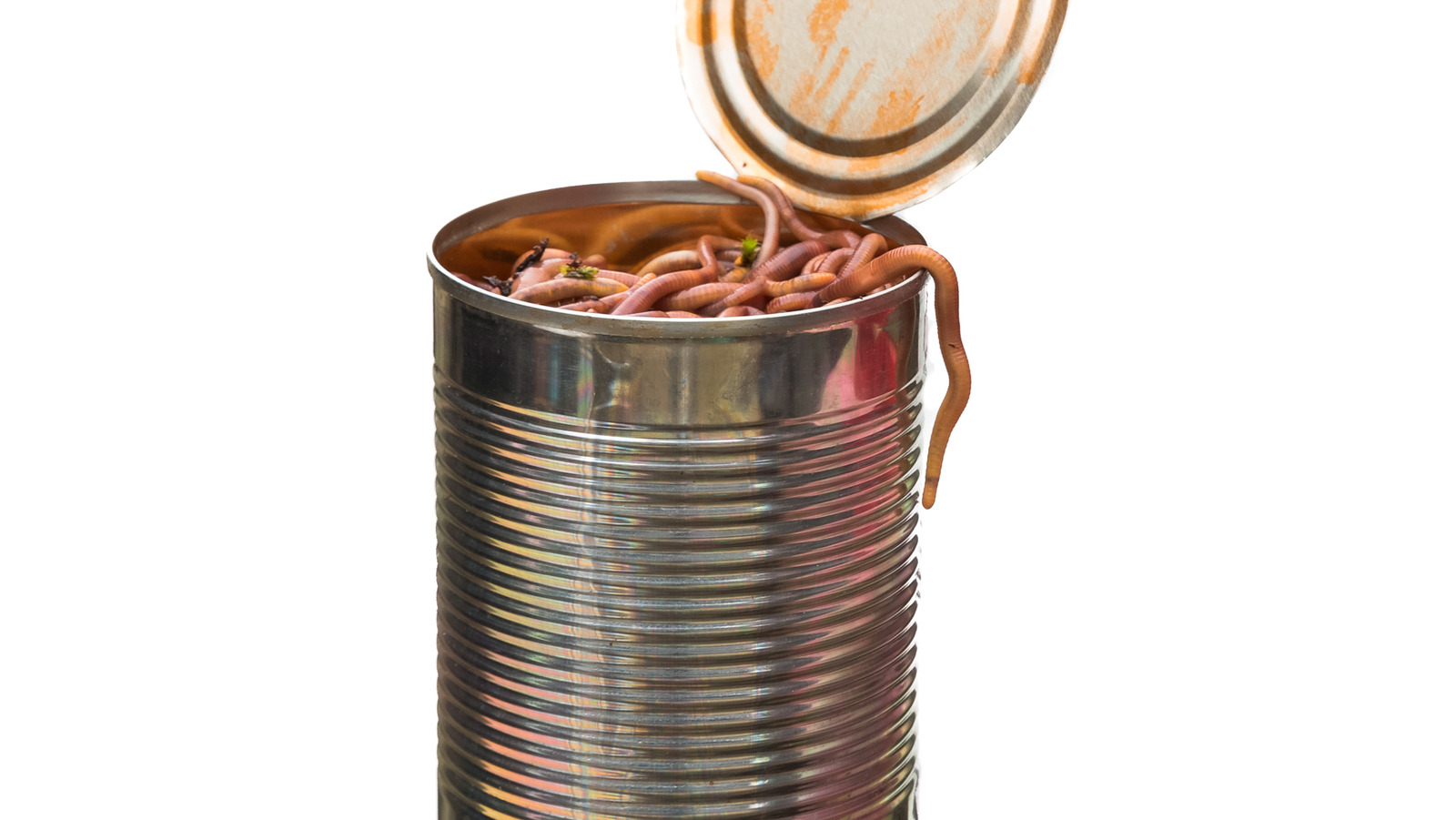 Name:  can of worms.jpg
Views: 391
Size:  213.6 KB