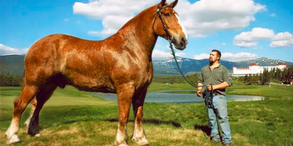 Name:  drafthorse.jpg
Views: 159
Size:  48.0 KB