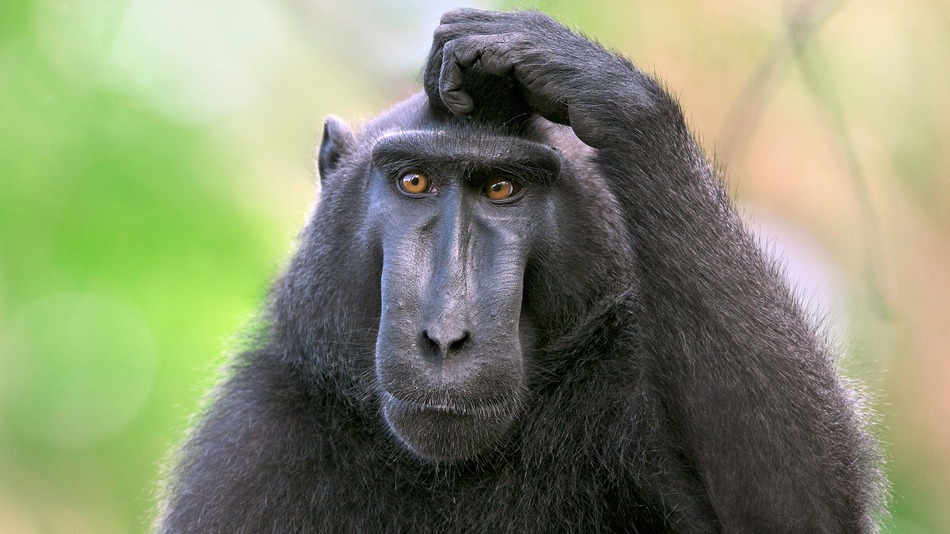 Name:  confused-monkey.jpg
Views: 358
Size:  130.0 KB