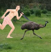 Name:  Emu.jpg
Views: 274
Size:  26.4 KB