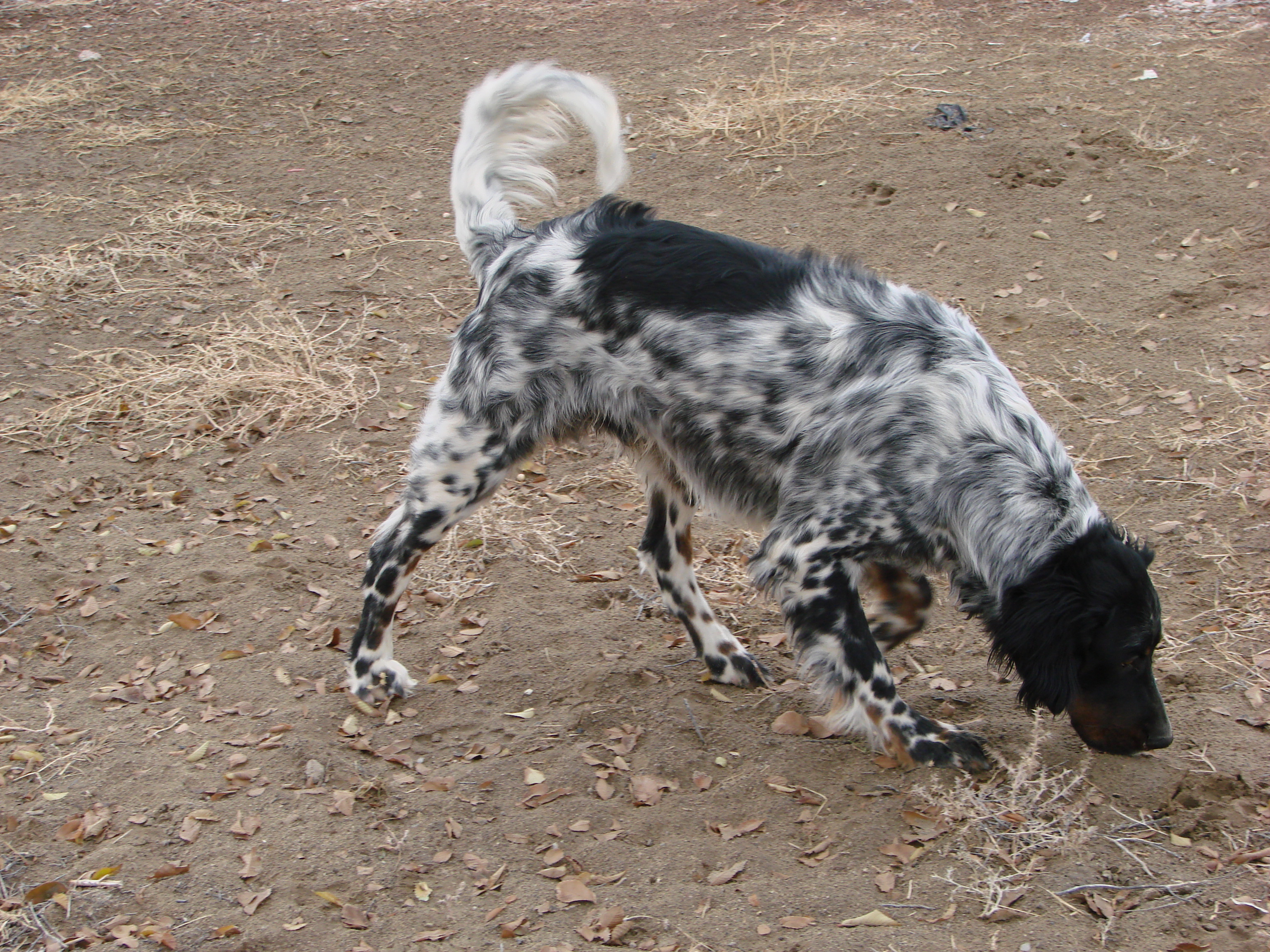 Name:  004.JPG
Views: 302
Size:  3.25 MB