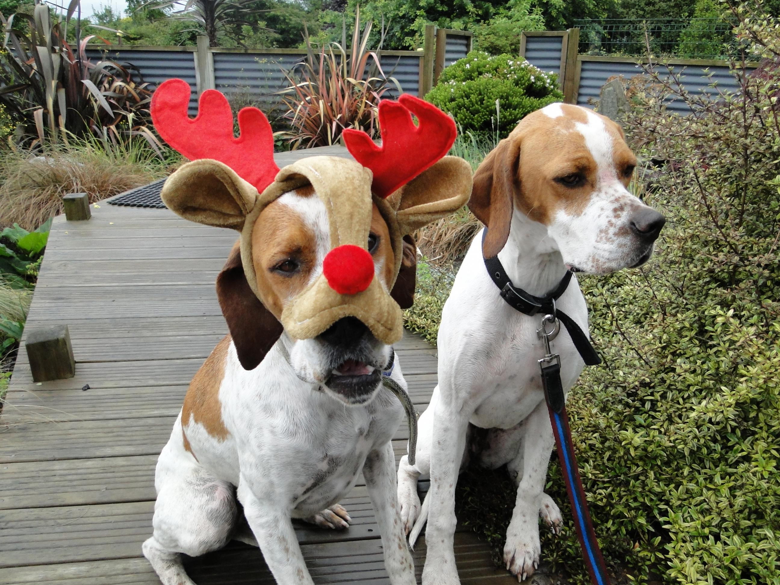 Name:  ho ho ho.....jpg
Views: 231
Size:  839.4 KB