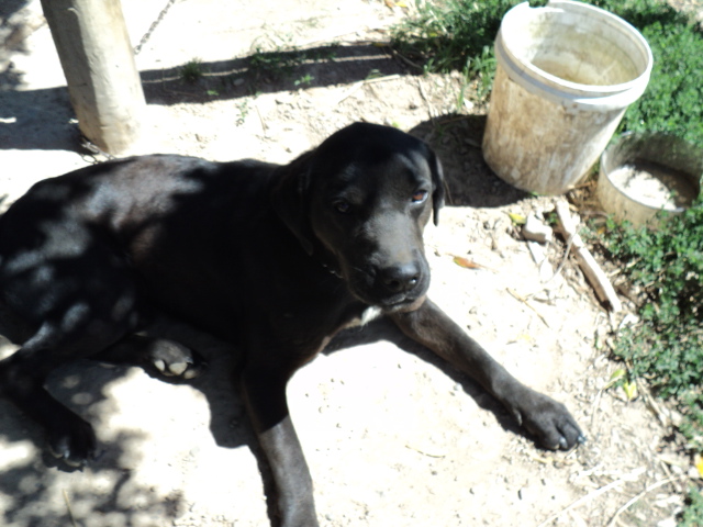 Name:  picture 3036.jpg
Views: 2551
Size:  165.2 KB
