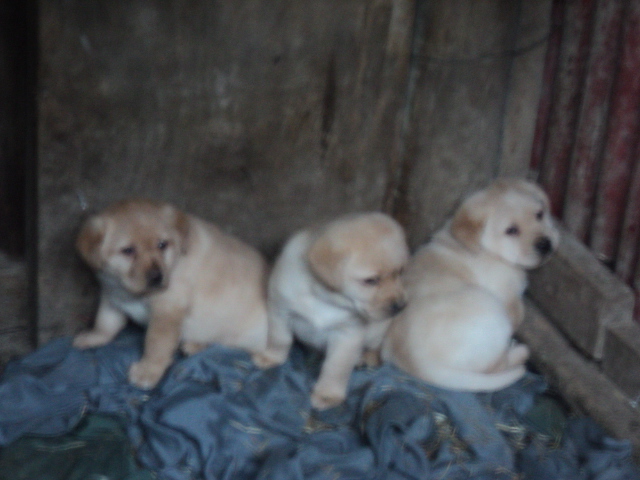 Name:  picture 01 5683.jpg
Views: 282
Size:  163.1 KB