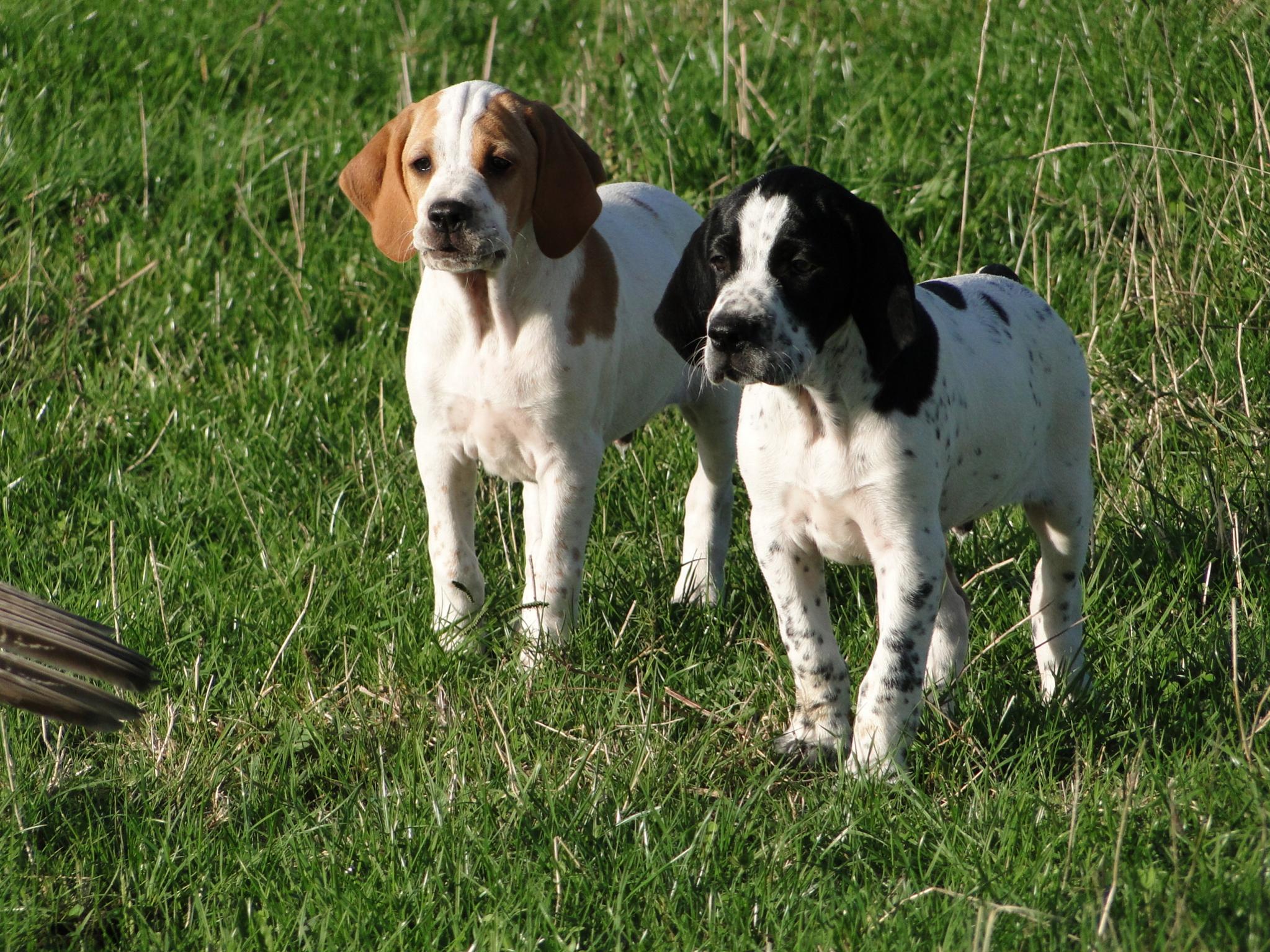 Name:  Basil and Badger pointing wing at 9 wks.jpg
Views: 864
Size:  603.1 KB