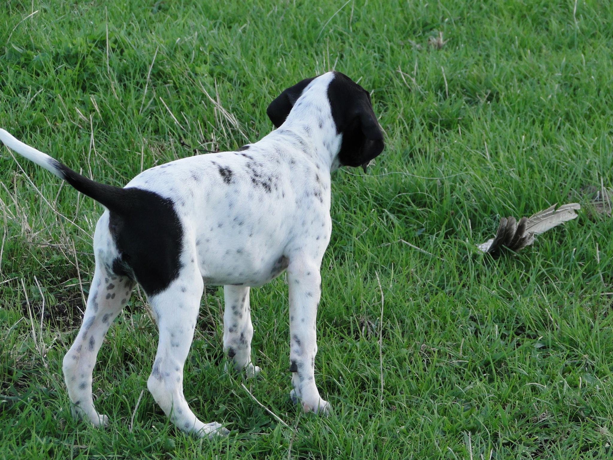 Name:  Bella  at 9 wks.jpg
Views: 1235
Size:  567.4 KB