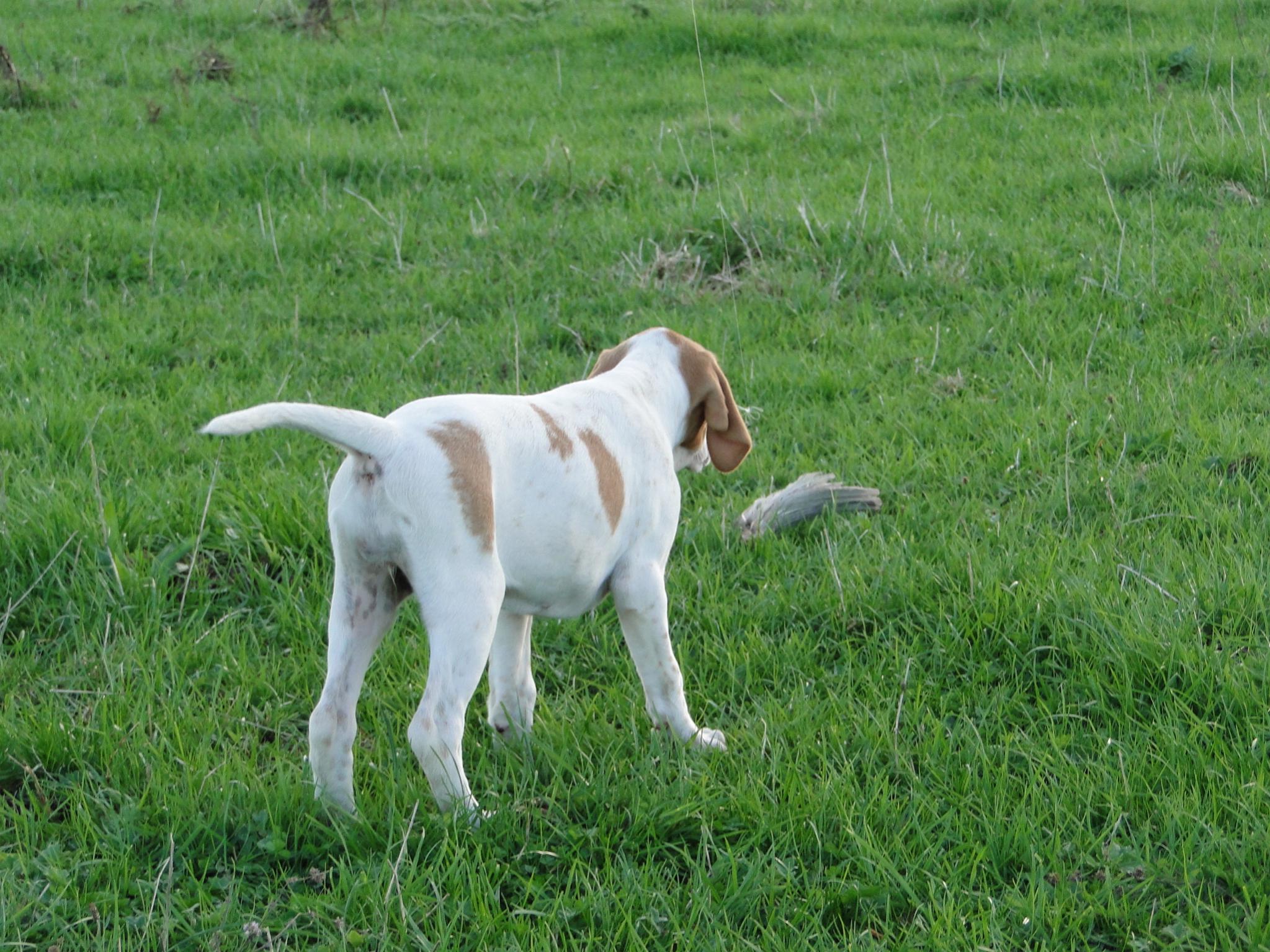 Name:  Maple at 9 wks.jpg
Views: 726
Size:  472.3 KB