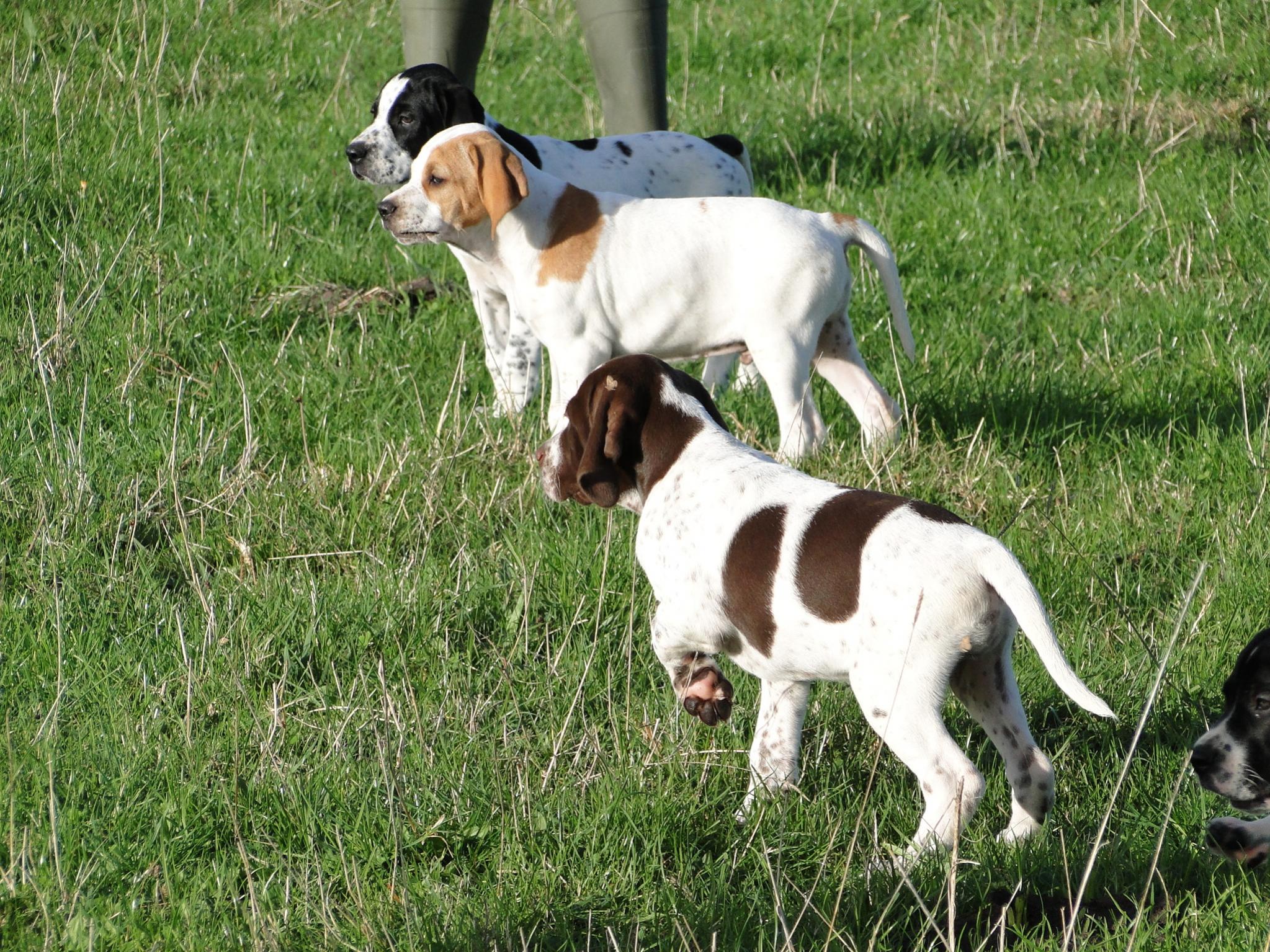 Name:  Pups at 9 weeks 019.jpg
Views: 2780
Size:  700.0 KB