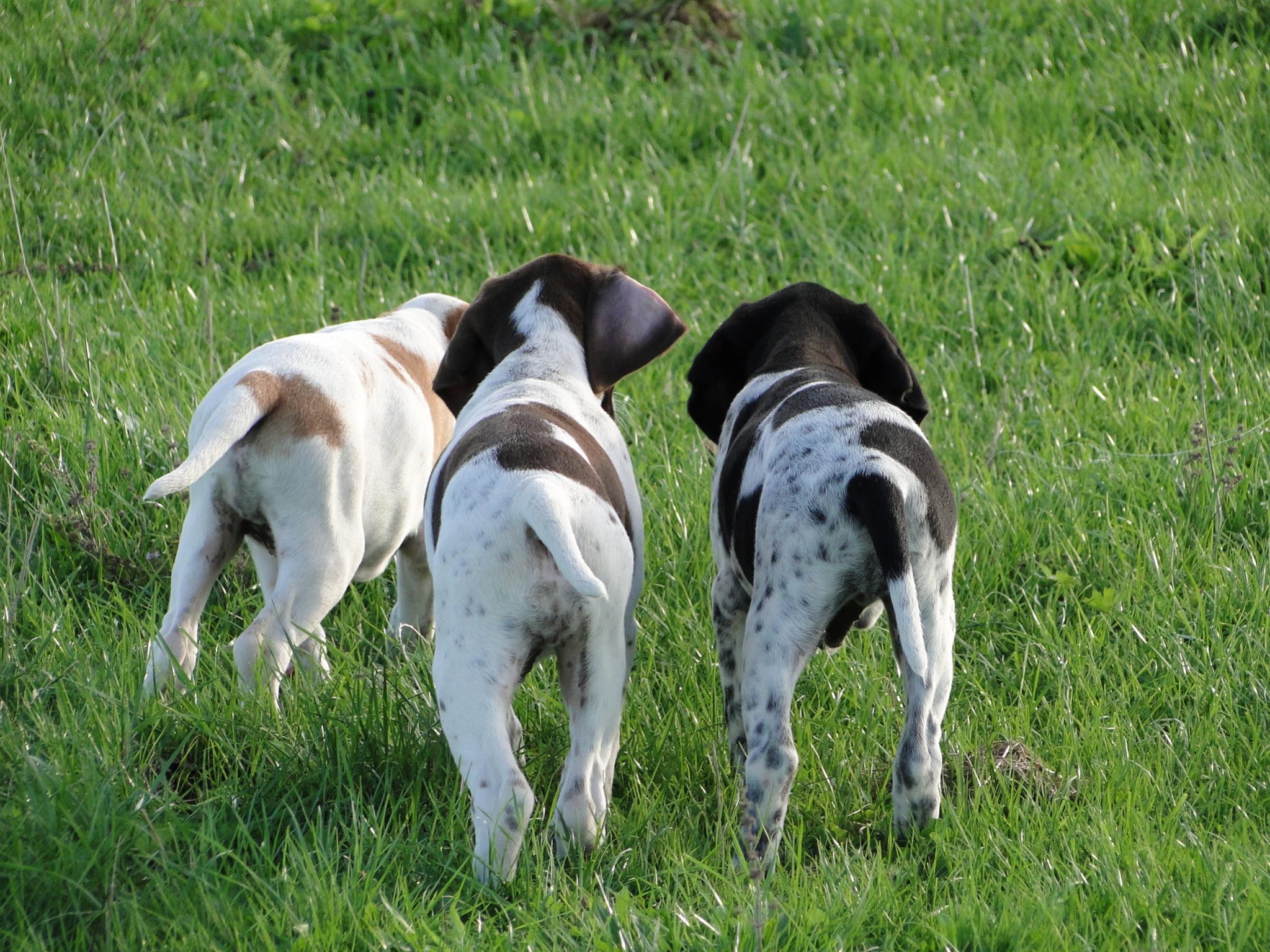 Name:  Pups at 9 weeks 024.jpg
Views: 696
Size:  530.6 KB