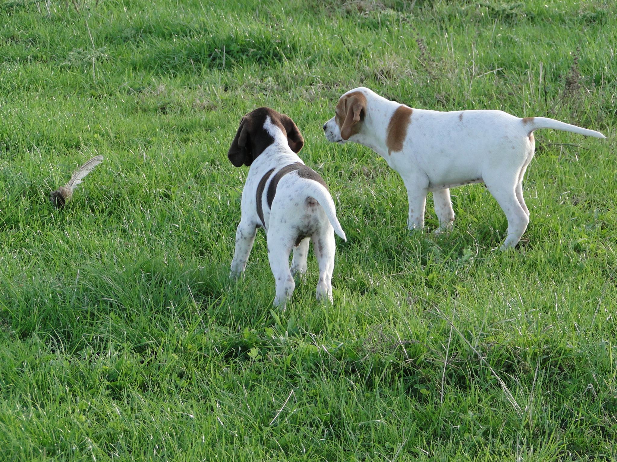 Name:  Pups at 9 weeks 026.jpg
Views: 730
Size:  728.0 KB