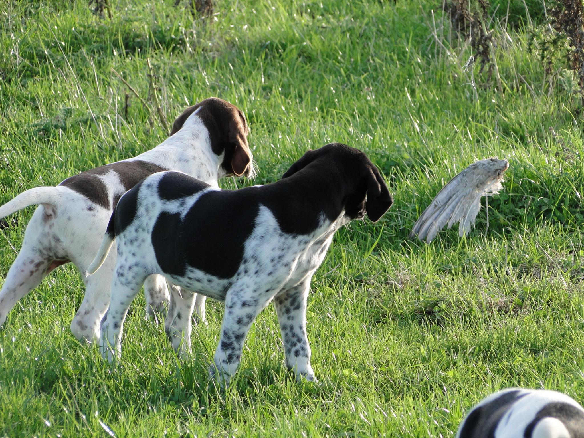 Name:  Pups at 9 weeks 027.jpg
Views: 740
Size:  673.6 KB