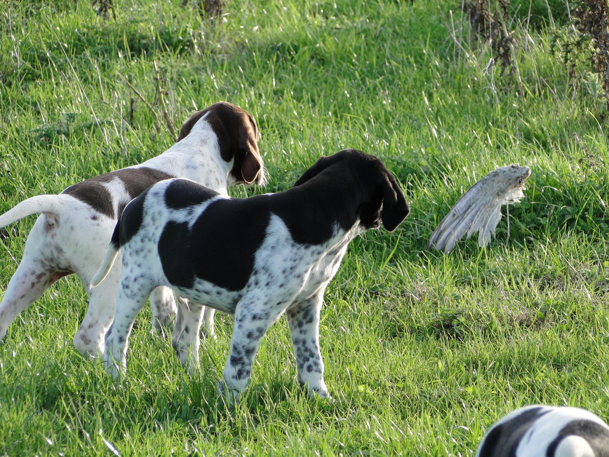 Name:  Pups at 9 weeks 027.jpg
Views: 665
Size:  673.6 KB