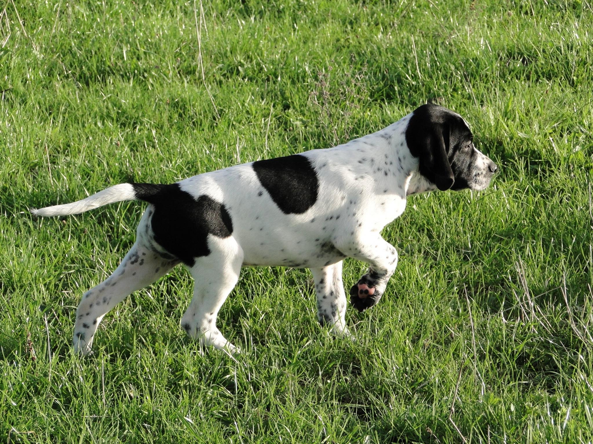 Name:  Pups at 9 weeks 029.jpg
Views: 4118
Size:  774.0 KB