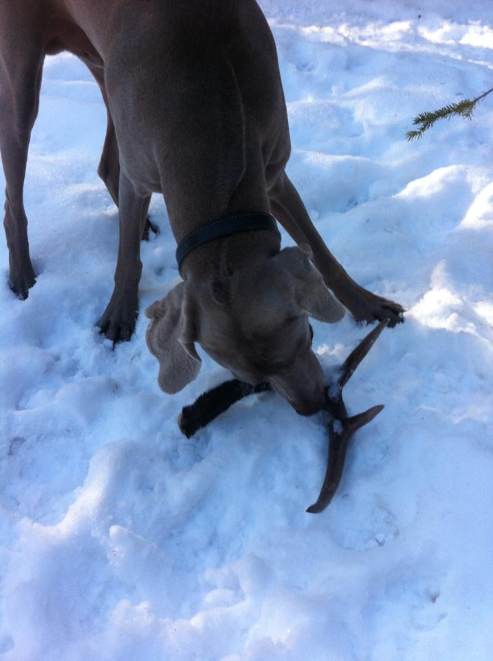 Name:  Crixus vs Antler.jpg
Views: 357
Size:  63.9 KB