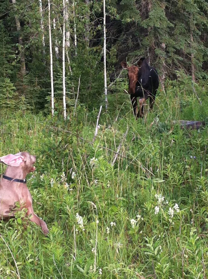 Name:  Crixus vs Moose.jpg
Views: 455
Size:  178.6 KB