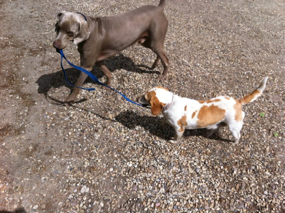 Name:  Crixus vs Beagle.jpg
Views: 1170
Size:  189.6 KB