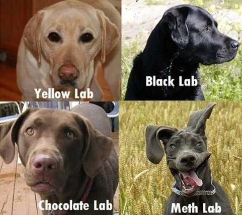 Name:  labs.jpg
Views: 341
Size:  208.9 KB