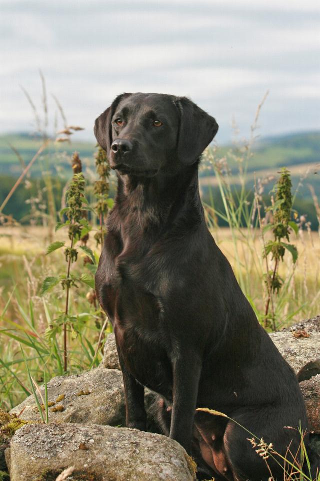 Name:  workinglabrador.jpg
Views: 332
Size:  141.4 KB