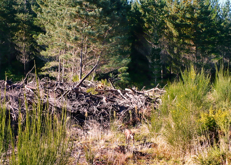 Name:  ForestMay5.jpg
Views: 194
Size:  384.0 KB