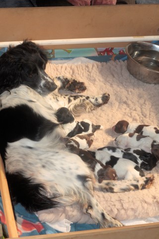 Name:  maggiepups.JPG
Views: 254
Size:  52.7 KB